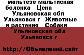 мальтезе мальтиская болонка › Цена ­ 30 000 - Ульяновская обл., Ульяновск г. Животные и растения » Собаки   . Ульяновская обл.,Ульяновск г.